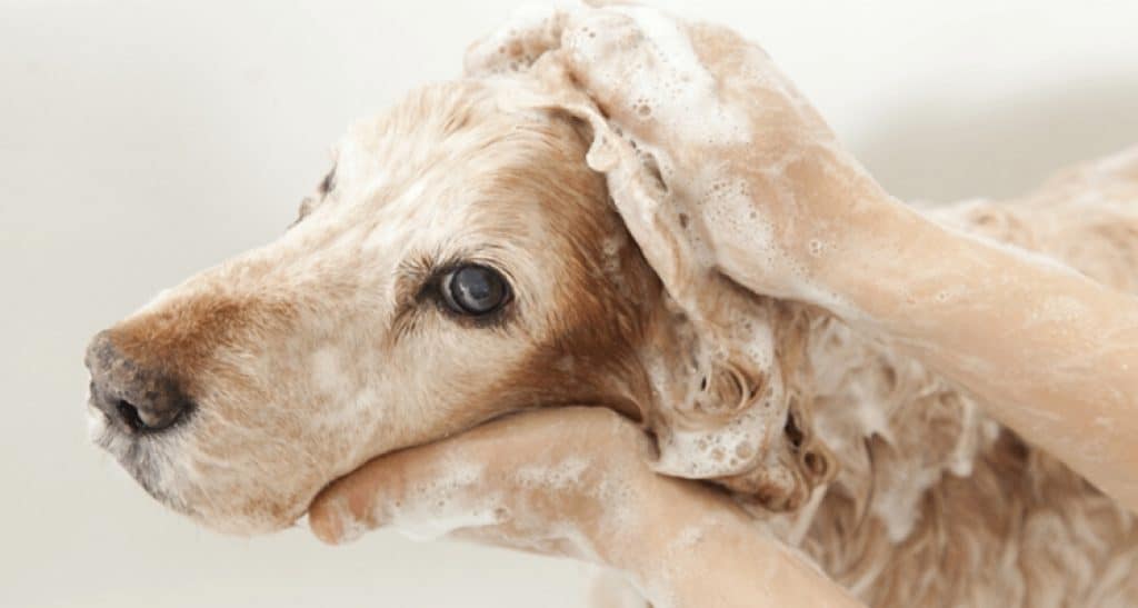 Shampoo dog