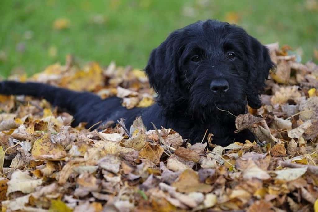 dogs Exploring